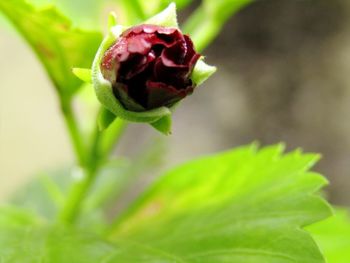 Close-up of rose bud