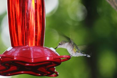 Close-up of bird on red feeder