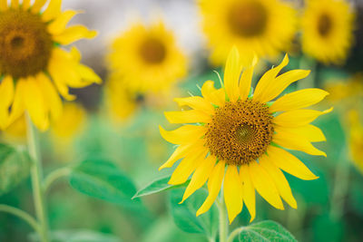 Close-up of yellow flowering plant on field