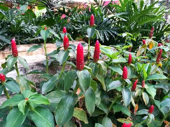 Close-up of plants