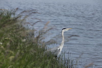 Bird on a lake