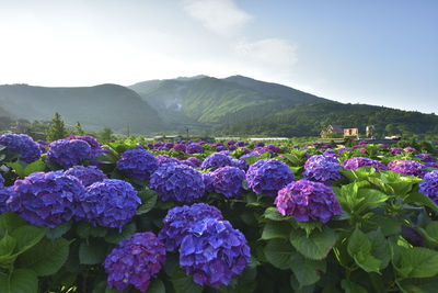 Purple flowering plants against sky