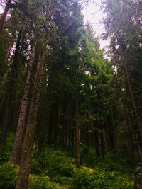 Low angle view of bamboo trees in forest