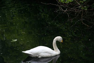 Swan swimming in lake