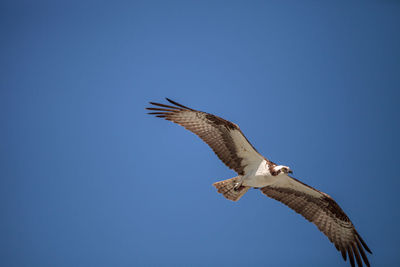 Low angle view of eagle flying in sky