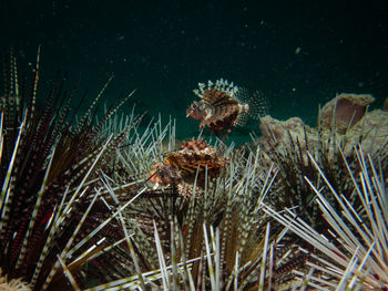 reef