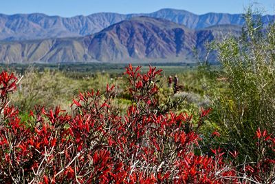 Red flowering plants against mountain range