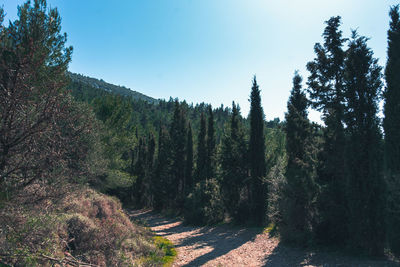 Scenic view of pine trees against sky