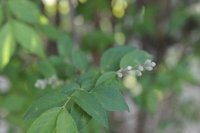 Close-up of dew drops on leaves