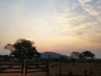 Trees on field against sky during sunset