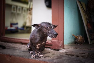 Close-up of dog