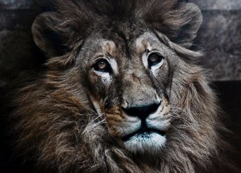 Close-up portrait of a lion