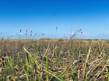 Scenic view of field against clear blue sky