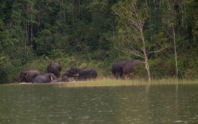 View of elephant in the lake