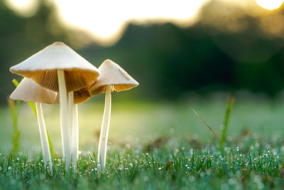 Close-up of mushroom growing on field