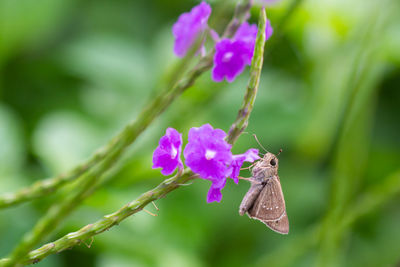 Close-up of butterfly pollinating on purple flower