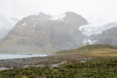 Colony of penguins at beach against mountains