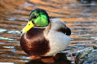 Close-up of duck swimming in lake