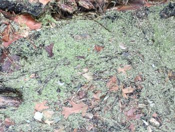 High angle view of plants