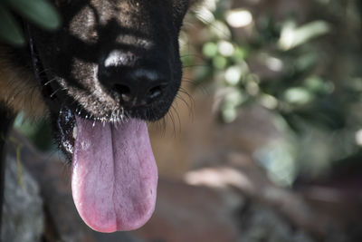 Close-up of dog sticking out tongue