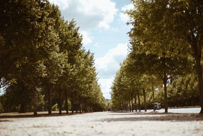 Trees in park against sky
