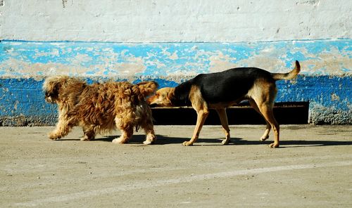 Horses on wall