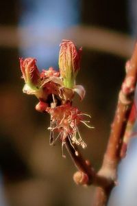 Close-up of red flower bud