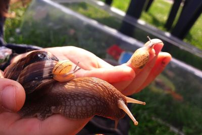 Close-up of snail on hand