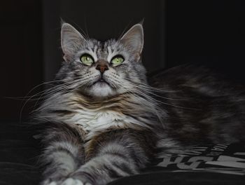 Close-up portrait of cat sitting