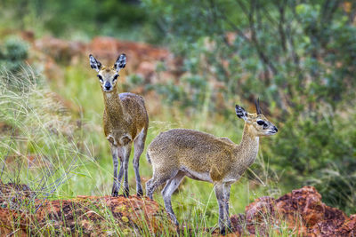 Portrait of deer on field