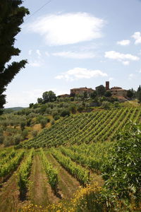 Scenic view of vineyard against sky