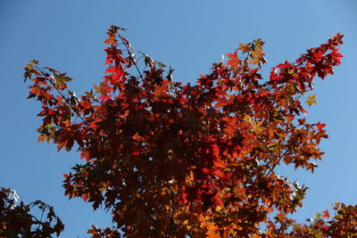 Low angle view of autumnal tree against clear sky
