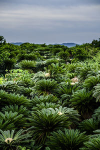 Plants and trees against sky