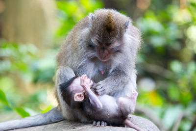 Monkeys sitting outdoors