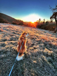 Dog on field against sky during sunset