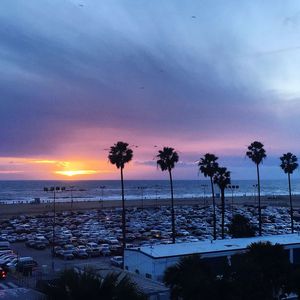 Silhouette of palm trees on beach