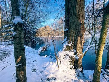 Snow covered tree trunk during winter