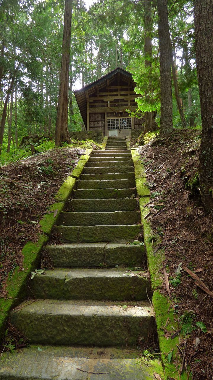 LOW ANGLE VIEW OF STEPS LEADING TOWARDS FOREST