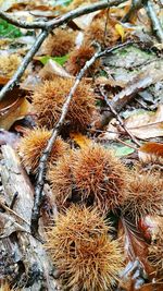 Close-up of dry plants