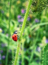 Close-up of ladybug on plant