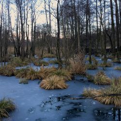 Scenic view of lake in forest during winter