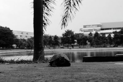 Surface level view of a tree in city