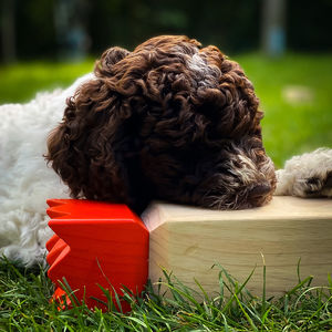 Close-up of a dog on field