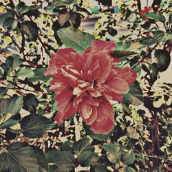 High angle view of red flowering plant