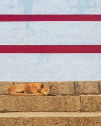 View of a dog on the wall