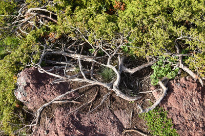 High angle view of tree roots on field