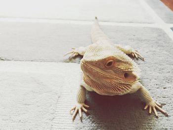 Close-up of lizard