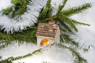 Close-up of christmas tree in snow