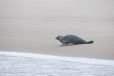 Seal on sand at beach