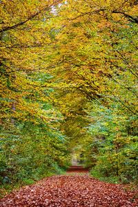 Footpath amidst trees in forest during autumn